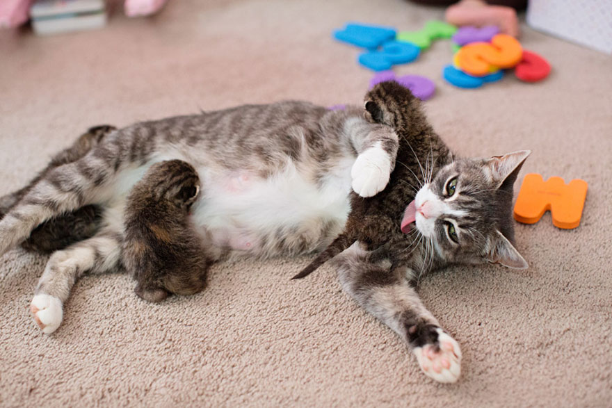 sad-mother-cat-lost-kittens-adopted-mikey-texas-2