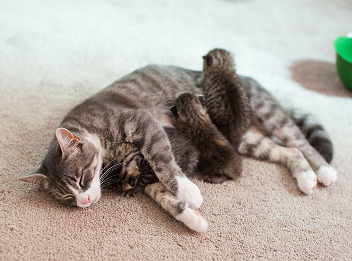 Momma Cat Who Lost Her 3 Kittens United With 3 Abandoned Kittens Who Needed A New Mom