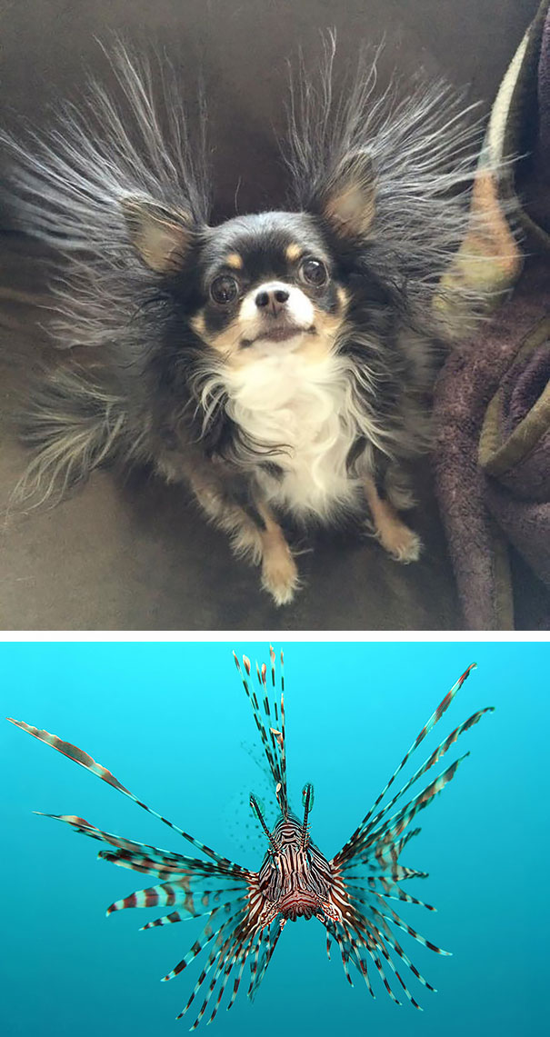This Dog Looks Like Lionfish