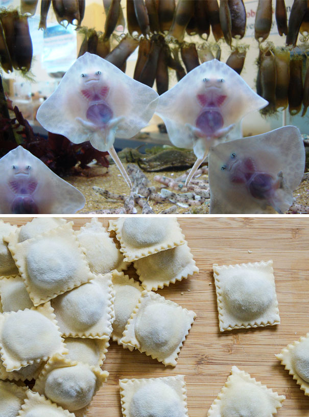 Baby Stingrays Look Like Raviolis Stuffed With Tiny Souls