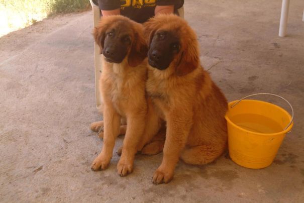 Sisters, Sisters......there Were Never Such Devoted Sisters