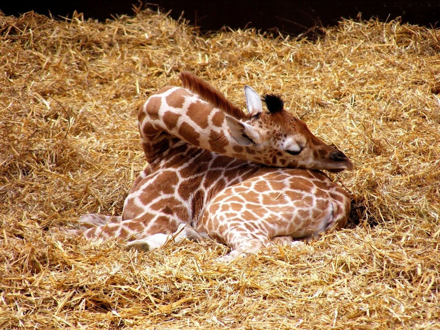 Folded giraffe sleeping in the hay