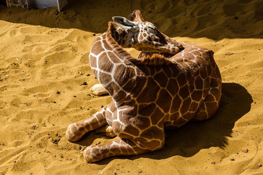 folded giraffe sleeping in the sand field