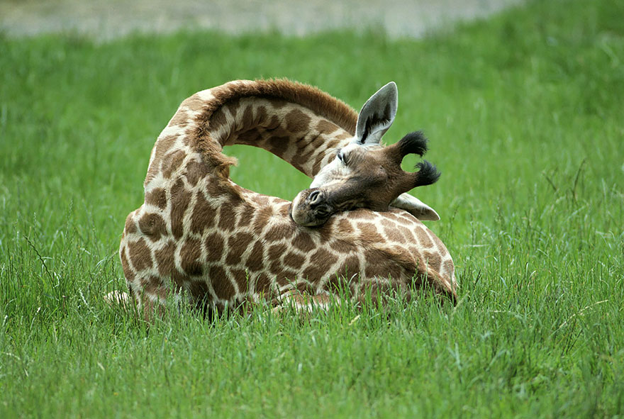 folded giraffe sleeping in grass field