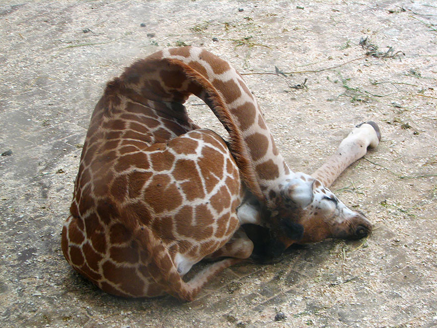 Folded comfy giraffe sleeping in the field