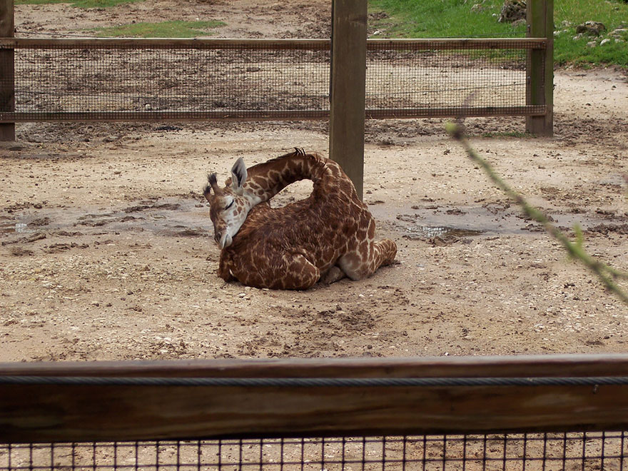 folded giraffe sleeping in the dirt field