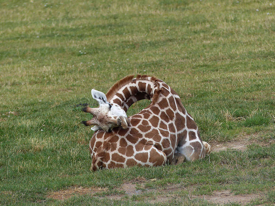 folded giraffe sleeping in the grass field