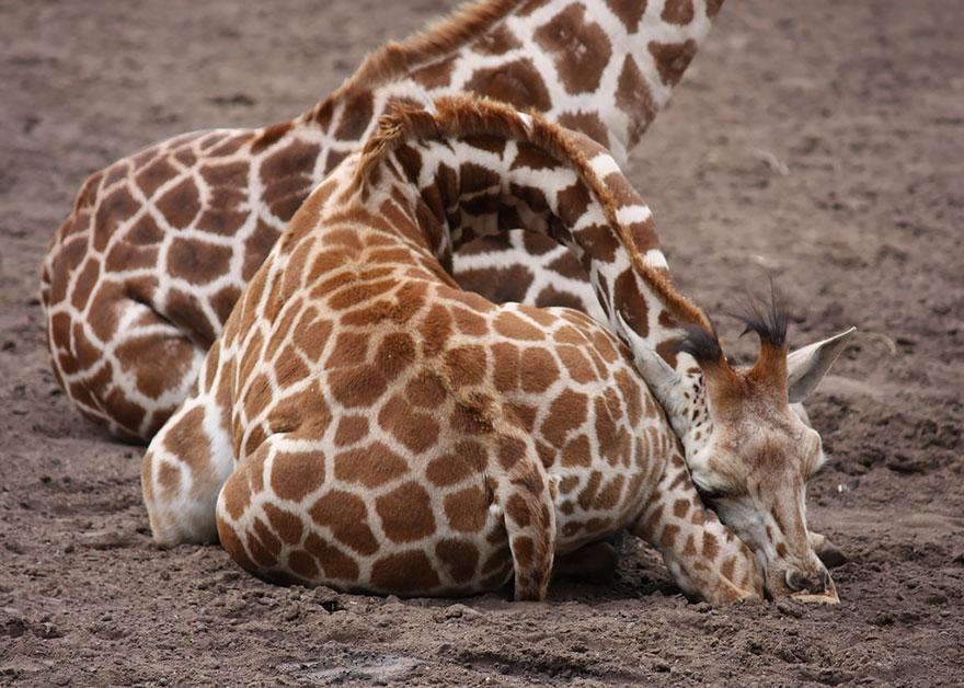 folded giraffe sleeping near other giraffe