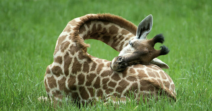 13 Pics Of How Giraffes Sleep, In Case You Didn’t Know
