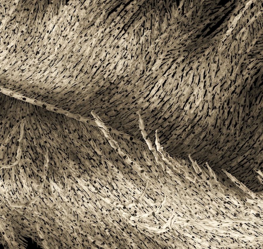 Artist Crafts Delicate Feathers Made From Thousands Of Interwoven Nude Bodies Artist Crafts Delicate Feathers Made From Thousands Of Interwoven Nude Bodies