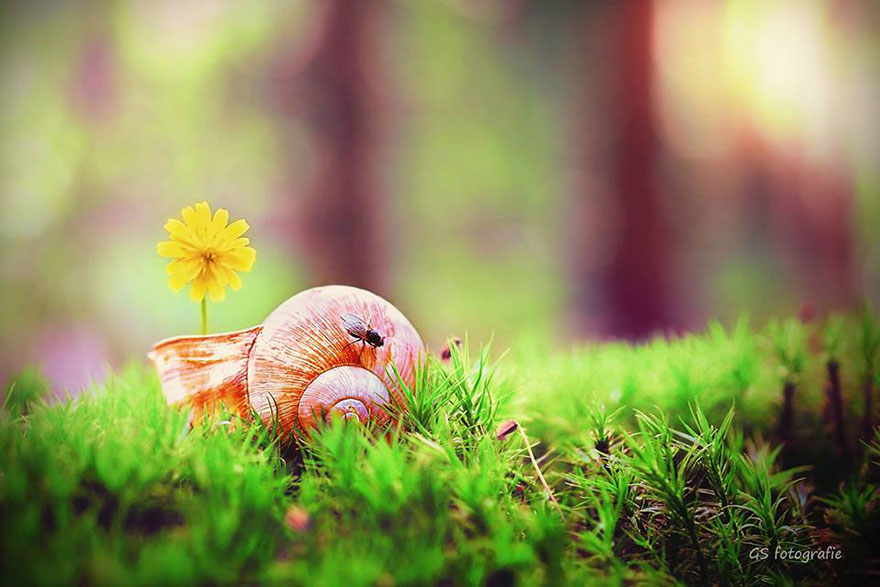 snail-photography-gabi-stickler-2 snail-photography-gabi-stickler-2
