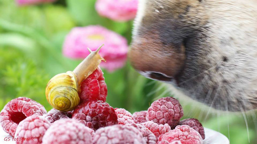 snail-photography-gabi-stickler-3 snail-photography-gabi-stickler-3