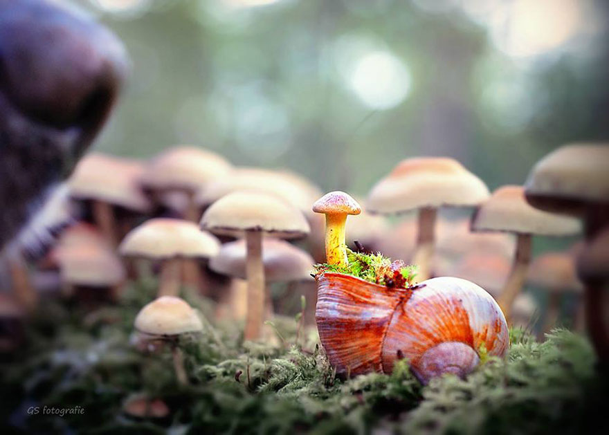 snail-photography-gabi-stickler-4 snail-photography-gabi-stickler-4
