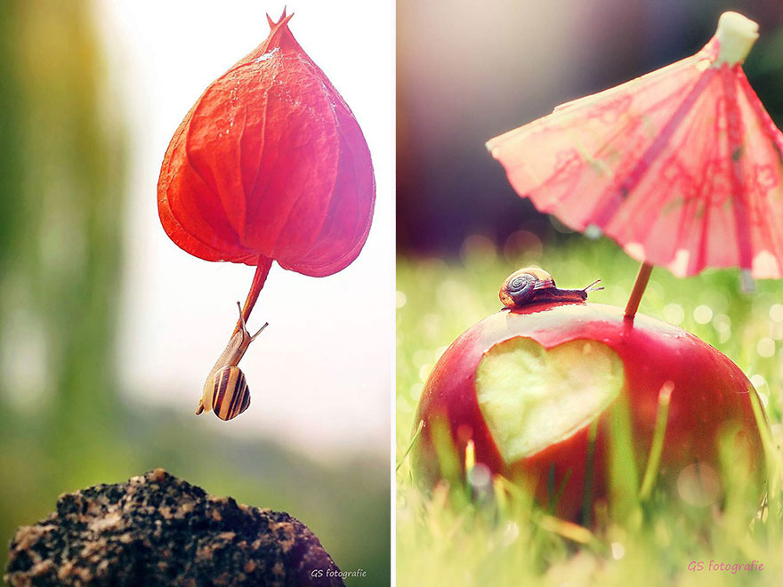 snail-photography-gabi-stickler1 snail-photography-gabi-stickler1