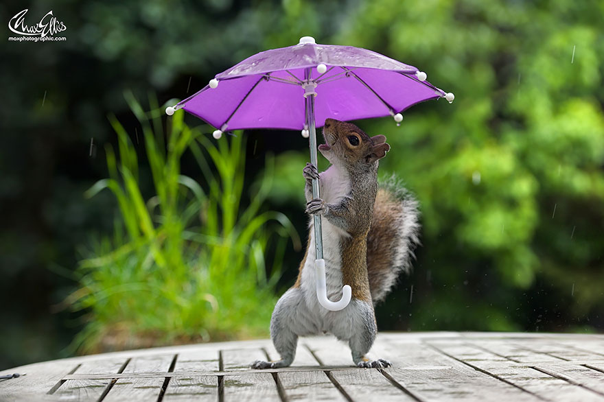 squirrel-umbrella-rain-squirrelisimo-max-ellis-2 squirrel-umbrella-rain-squirrelisimo-max-ellis-2