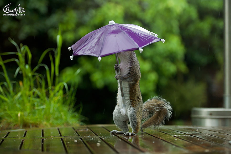 squirrel-umbrella-rain-squirrelisimo-max-ellis-3 squirrel-umbrella-rain-squirrelisimo-max-ellis-3