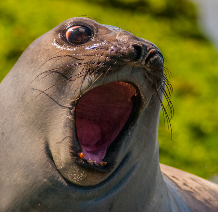 Shocked Seal