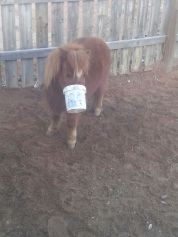 Cute mini horse with a bucket in its mouth standing in a fenced area.