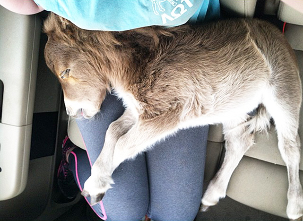 A cute mini horse sleeping on a person's lap inside a car.