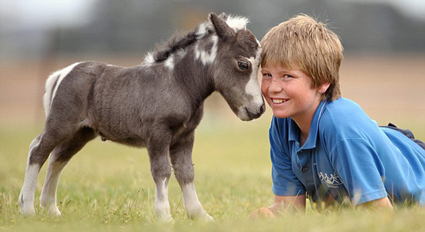 A child smiling next to a cute mini horse on a grassy field.