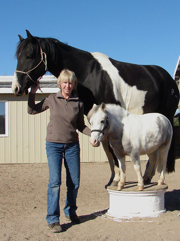 Woman posing with a large horse and a cute mini horse standing on a small platform.