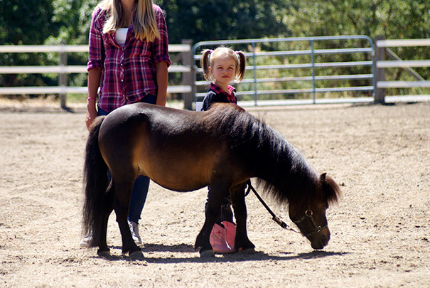 A young girl with a cute mini horse in an outdoor pen.