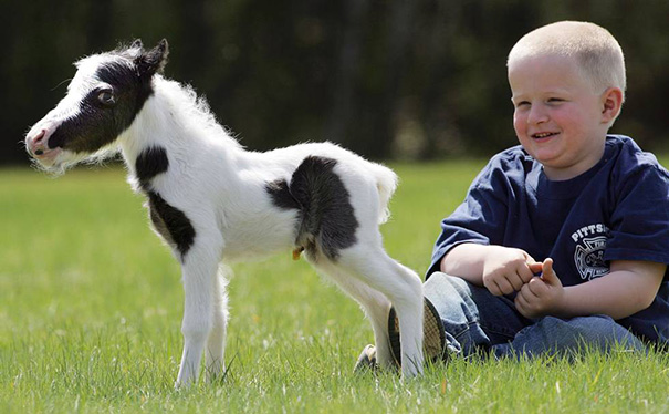 A mini horse stands on a grassy field next to a smiling child.