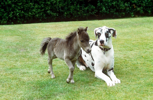 Cute mini horse walking beside a large dog on a grassy lawn.