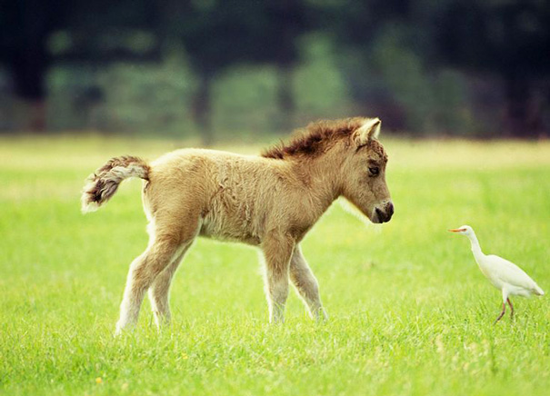Cute mini horse and white bird in a grassy field.