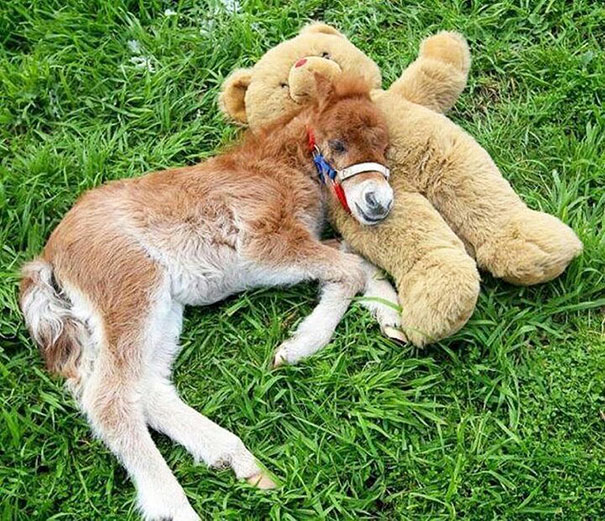 Cute mini horse foal cuddling with a teddy bear on green grass.