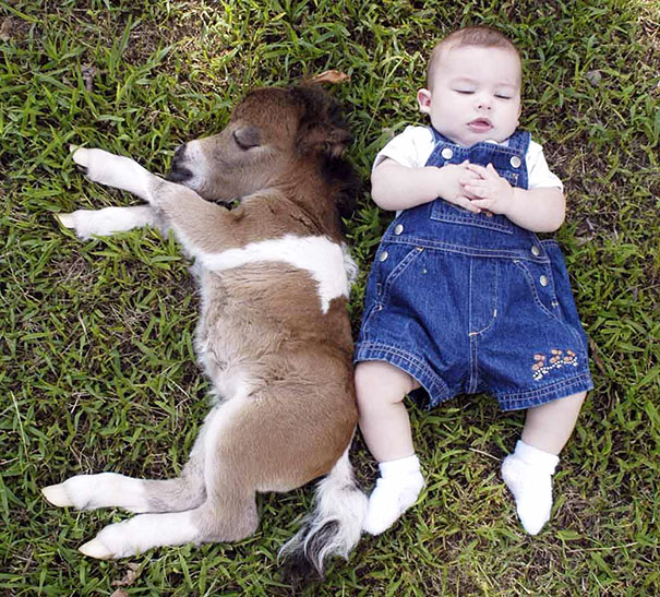 Baby lying on grass beside a cute mini horse, both relaxing outdoors.