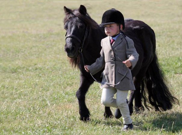 A young child leads a cute mini horse on a sunny day in a grassy field.