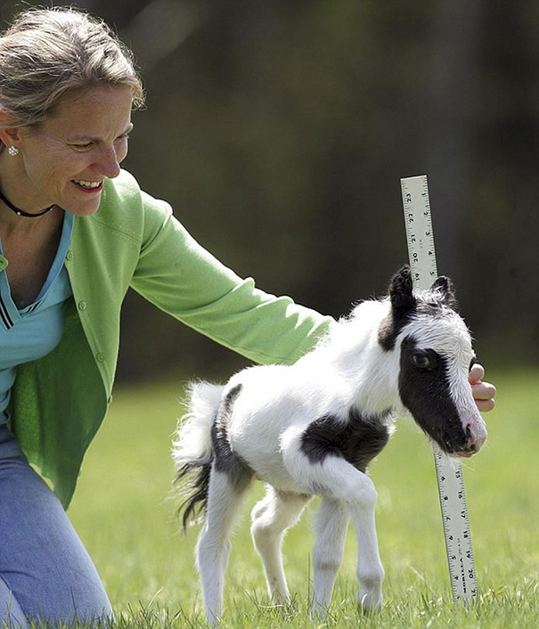 A woman smiles while measuring an incredibly cute mini horse with a ruler in a grassy field.