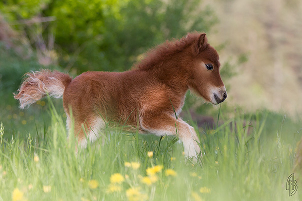Cute mini horse trotting through a field of green grass and yellow flowers.
