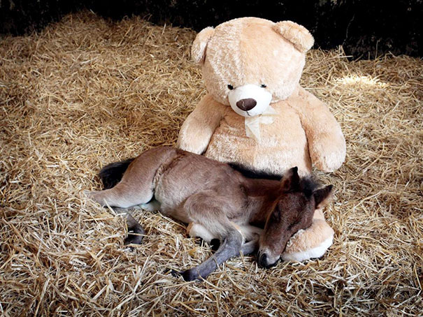 Mini horse sleeping on hay beside a large teddy bear in a cozy setting.