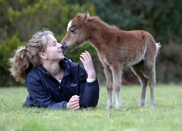 A girl joyfully interacts with a cute mini horse on a grassy field.