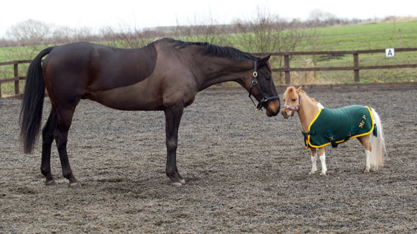 A mini horse wearing a green coat stands next to a larger horse in an outdoor arena.