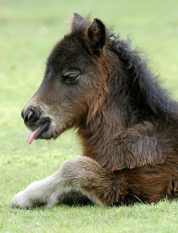 Cute mini horse laying on grass with its tongue out, showcasing its fluffy mane and small size.