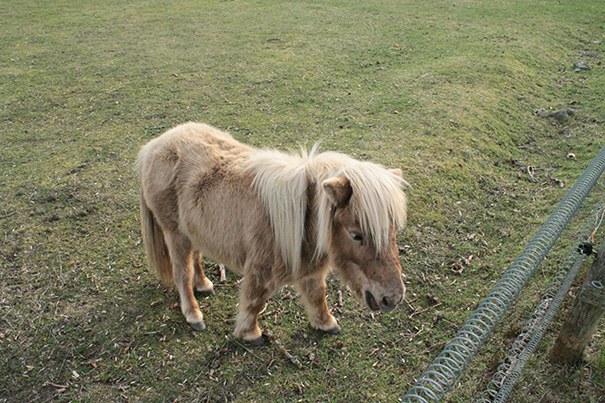 Cute mini horse with long mane standing on green pasture next to a wire fence.