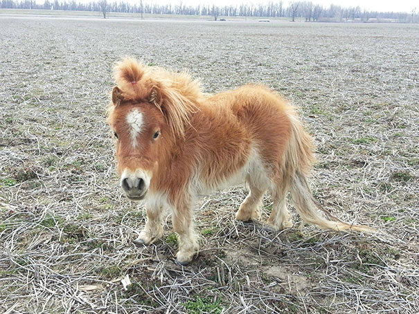 A cute mini horse standing in a dry field on a cloudy day.