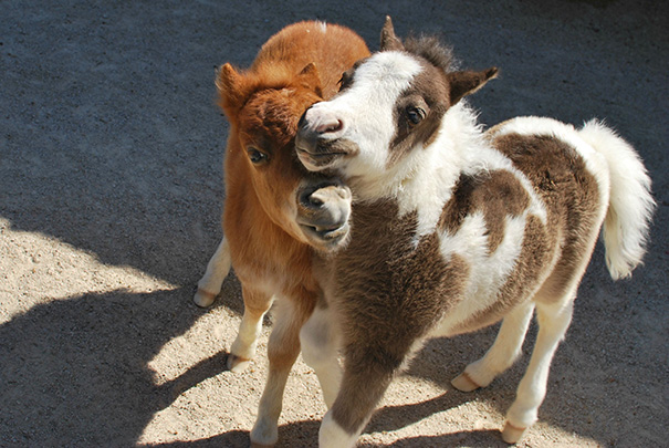Two incredibly cute mini horses cuddling in a sunny outdoor setting.