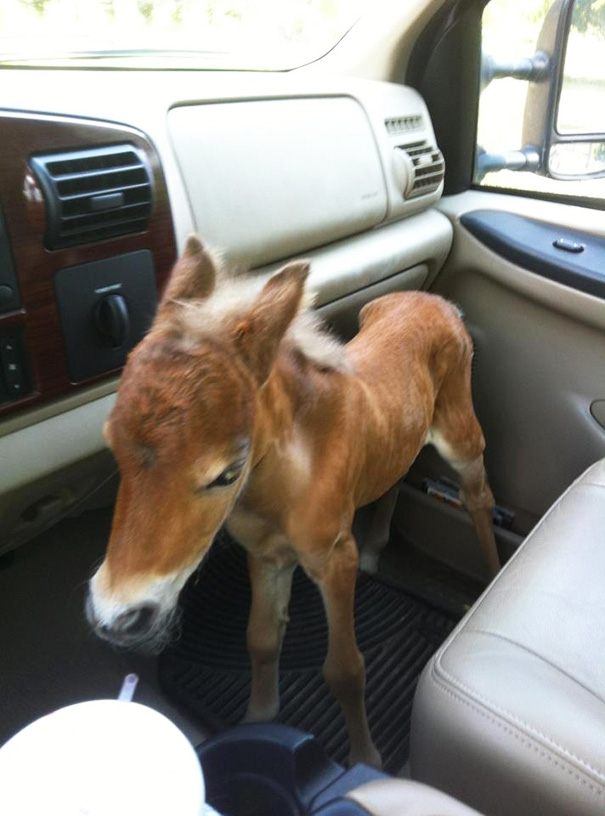 Cute mini horse standing in a car interior, showcasing its small size and adorable features.