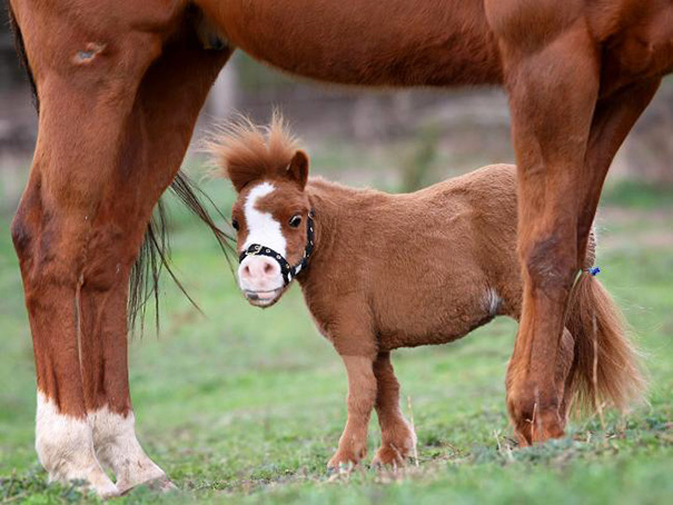 Cute mini horse standing on grass beside a larger horse, showcasing its small size and adorable appearance.