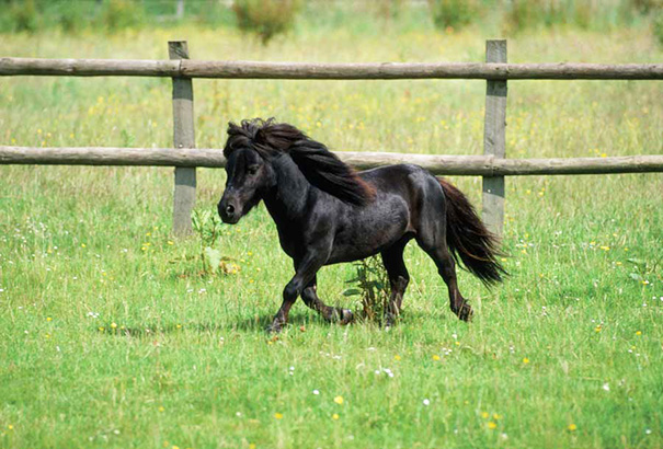 Cute mini horse trotting in a green pasture, surrounded by wooden fence.