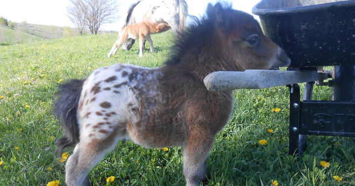 39 Incredibly Cute Mini Horses