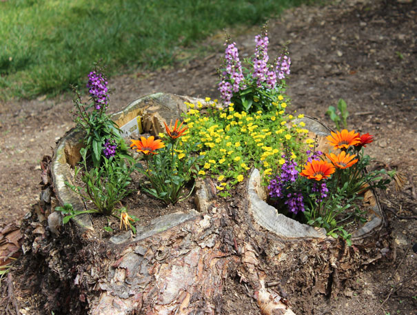 Tree Stump Garden