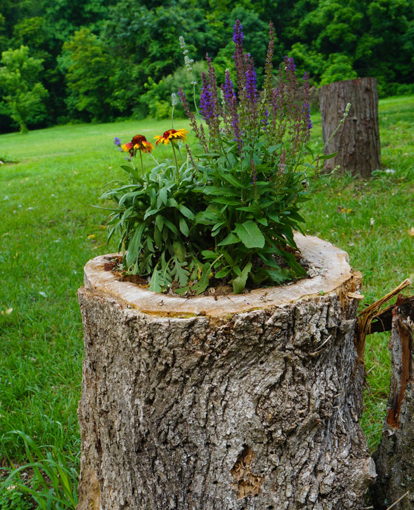 Tree Stump Garden