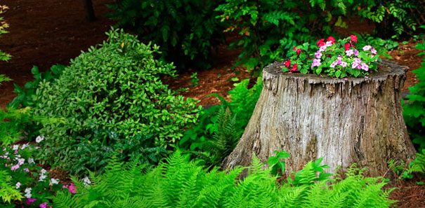 Tree Stump Garden