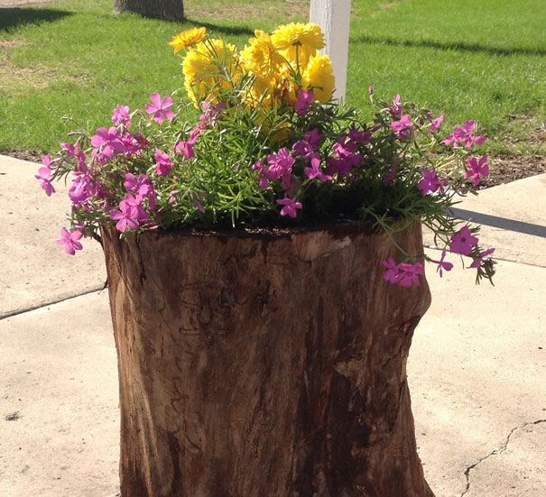 Tree Stump Garden