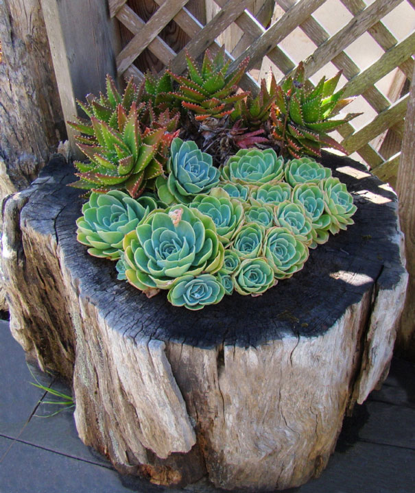 Tree Stump Garden